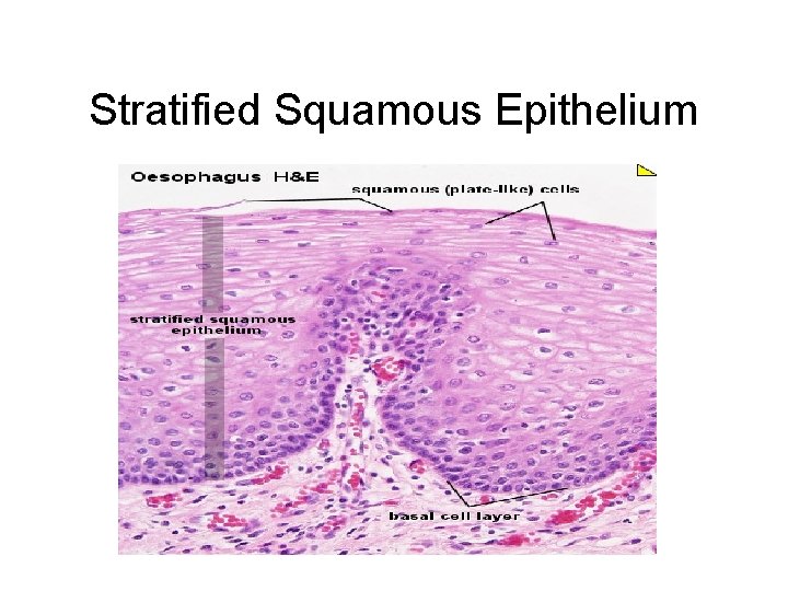 Stratified Squamous Epithelium Stratified Squamous Epithelium