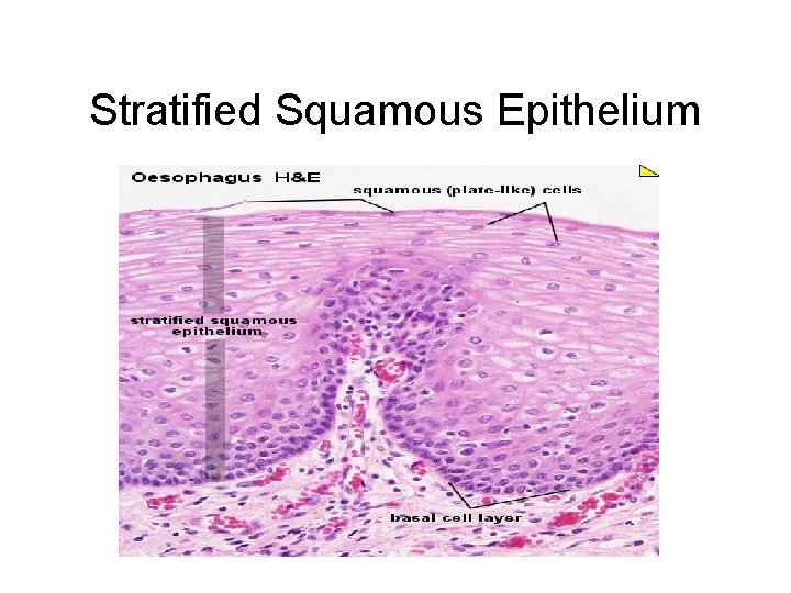 Stratified Squamous Epithelium 