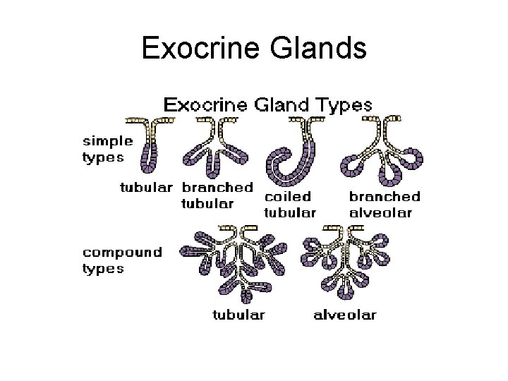 Exocrine Glands 