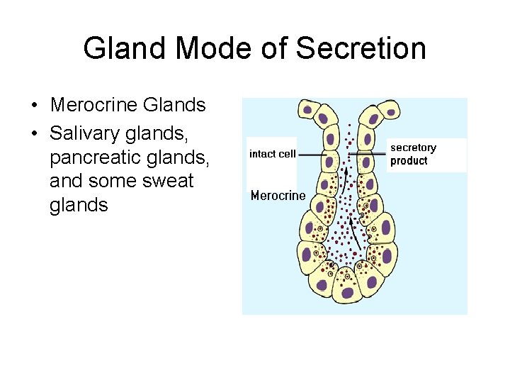 Gland Mode of Secretion • Merocrine Glands • Salivary glands, pancreatic glands, and some Gland Mode of Secretion • Merocrine Glands • Salivary glands, pancreatic glands, and some
