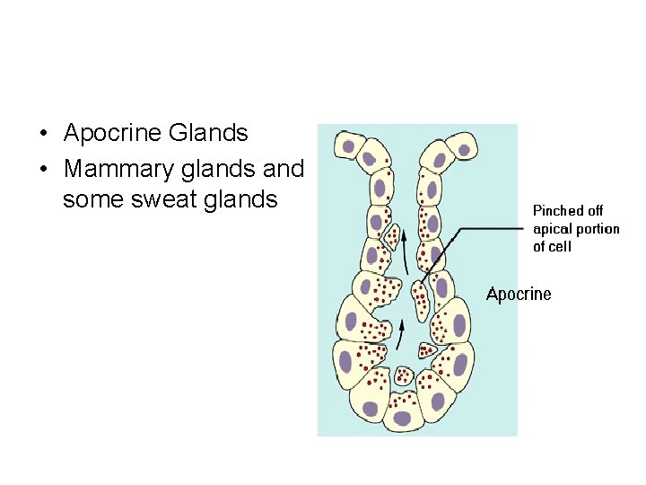 • Apocrine Glands • Mammary glands and some sweat glands • Apocrine Glands • Mammary glands and some sweat glands
