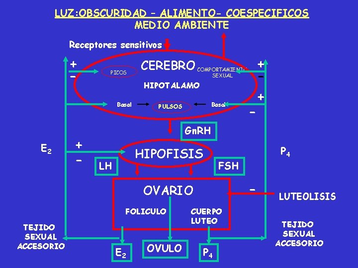 LUZ: OBSCURIDAD – ALIMENTO- COESPECIFICOS MEDIO AMBIENTE Receptores sensitivos + - PICOS + -