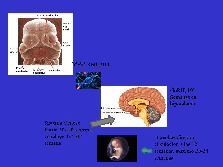 6ª-9ª semana Gn. RH, 10ª Semanas en hipotalamo Sistema Venoso Porta: 9ª-10ª semana, concluye