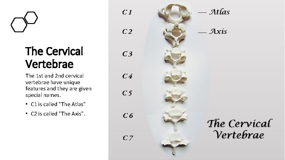 The Cervical Vertebrae The 1 st and 2 nd cervical vertebrae have unique features