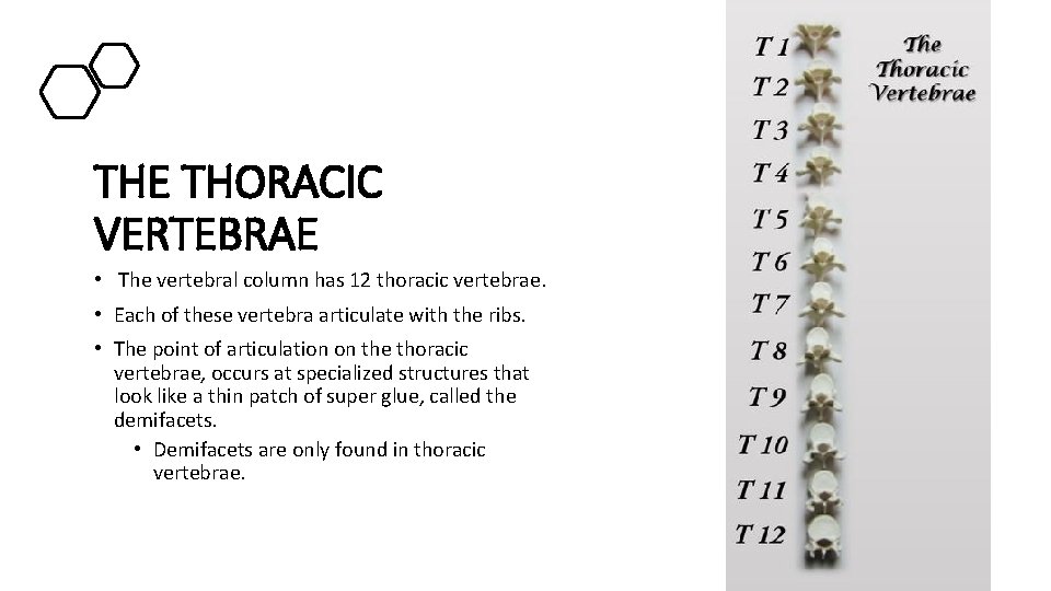 THE THORACIC VERTEBRAE • The vertebral column has 12 thoracic vertebrae. • Each of