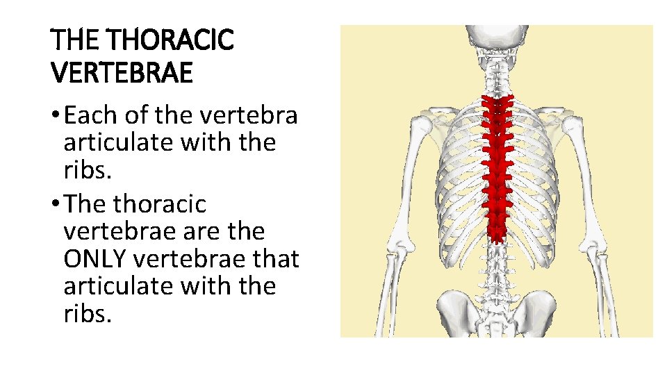 THE THORACIC VERTEBRAE • Each of the vertebra articulate with the ribs. • The