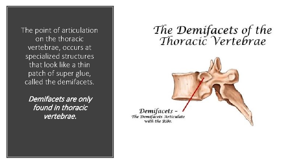 The point of articulation on the thoracic vertebrae, occurs at specialized structures that look