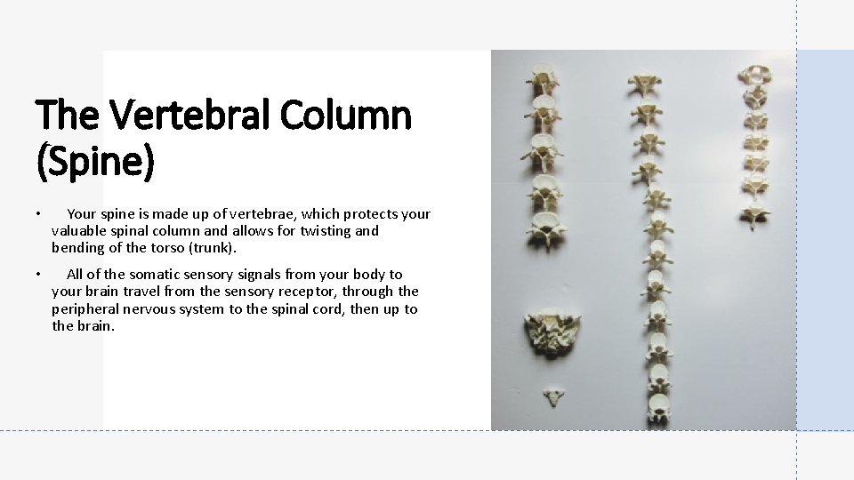The Vertebral Column (Spine) • Your spine is made up of vertebrae, which protects
