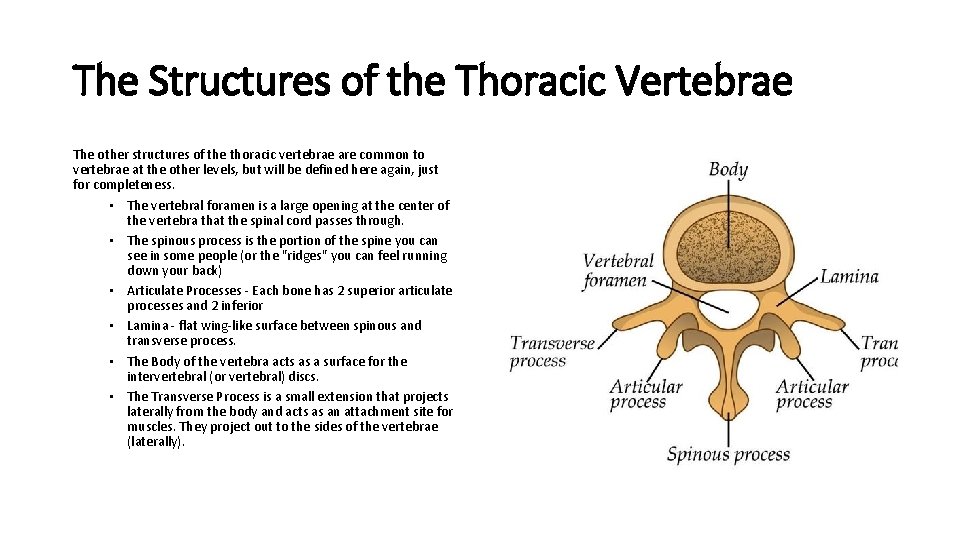 The Structures of the Thoracic Vertebrae The other structures of the thoracic vertebrae are