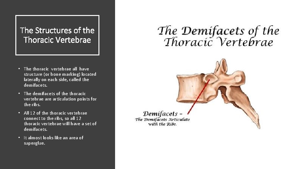 The Structures of the Thoracic Vertebrae • The thoracic vertebrae all have structure (or