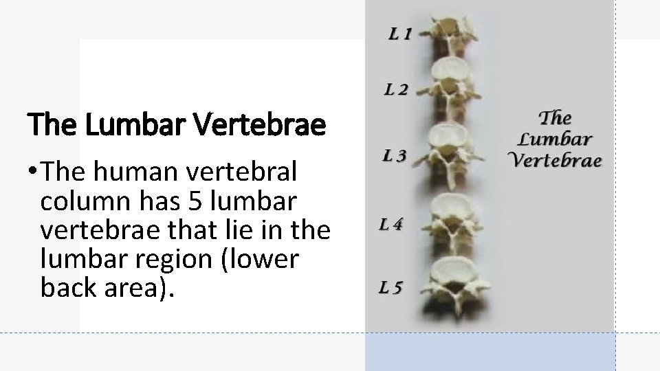 The Lumbar Vertebrae • The human vertebral column has 5 lumbar vertebrae that lie