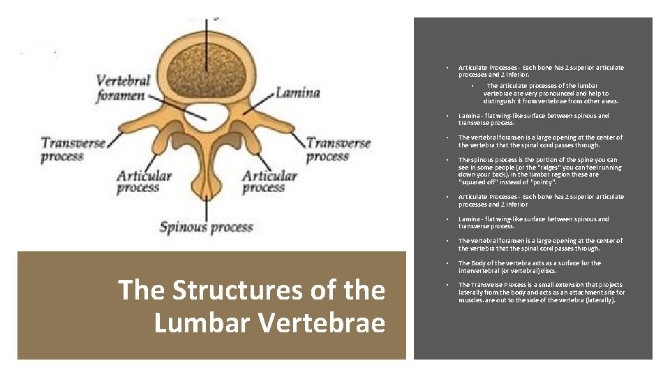  • Articulate Processes - Each bone has 2 superior articulate processes and 2