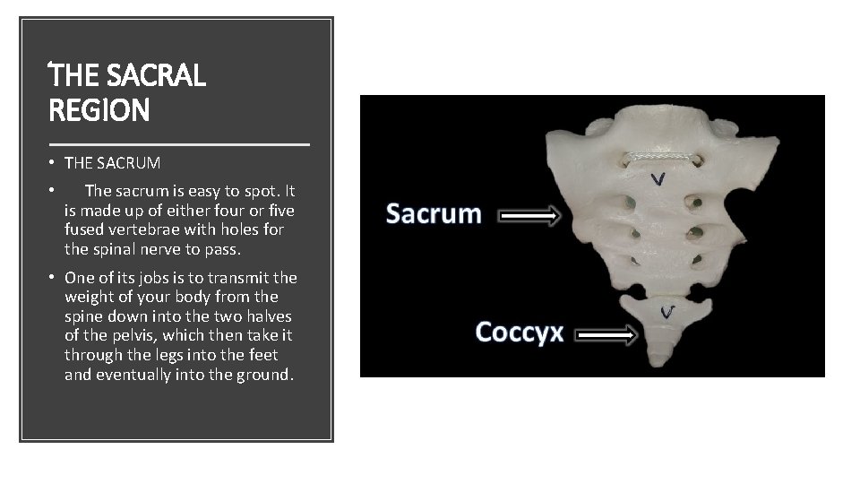 THE SACRAL REGION • THE SACRUM • The sacrum is easy to spot. It