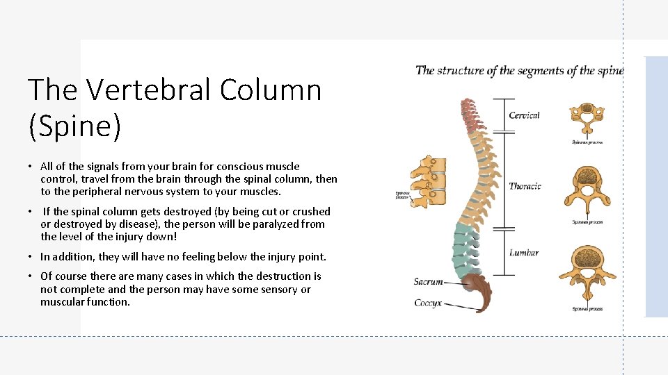The Vertebral Column (Spine) • All of the signals from your brain for conscious