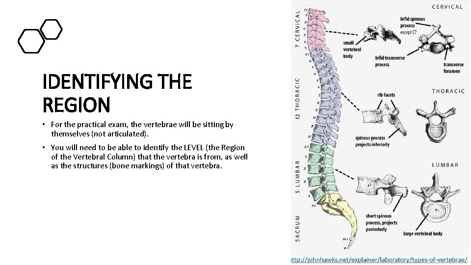 IDENTIFYING THE REGION • For the practical exam, the vertebrae will be sitting by