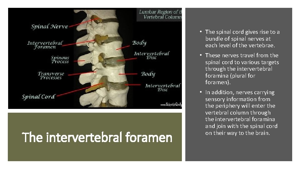  • The spinal cord gives rise to a bundle of spinal nerves at