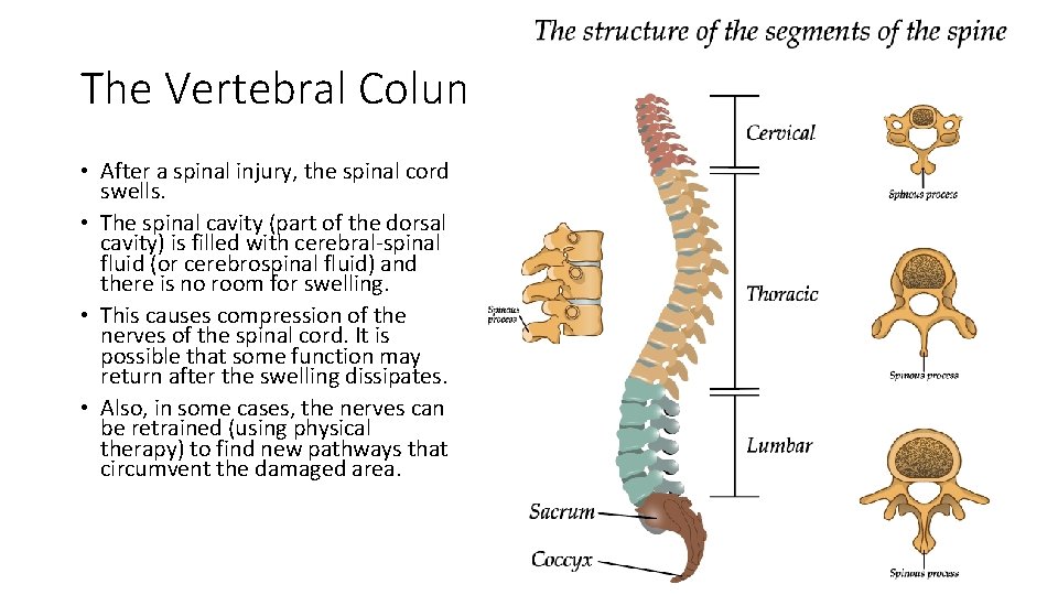 The Vertebral Column (Spine) • After a spinal injury, the spinal cord swells. •