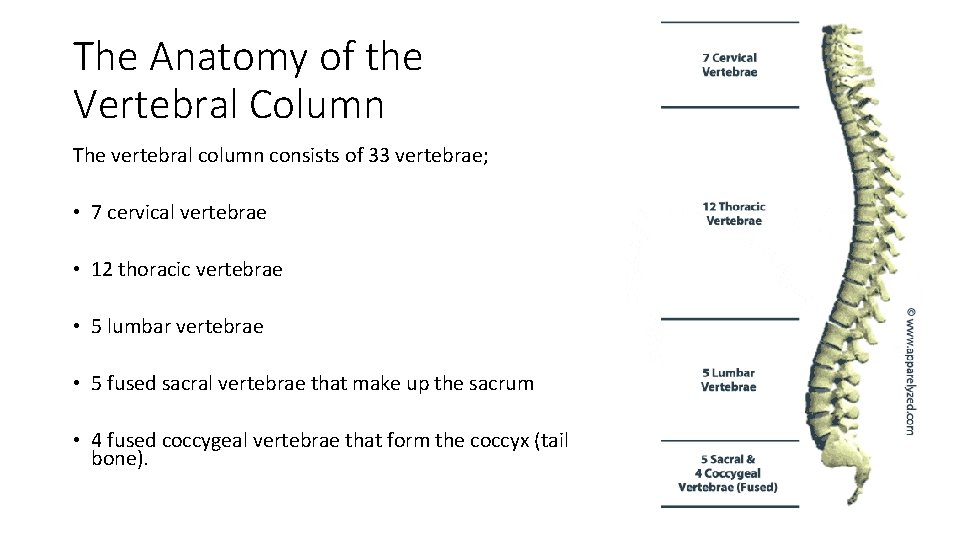 The Anatomy of the Vertebral Column The vertebral column consists of 33 vertebrae; •