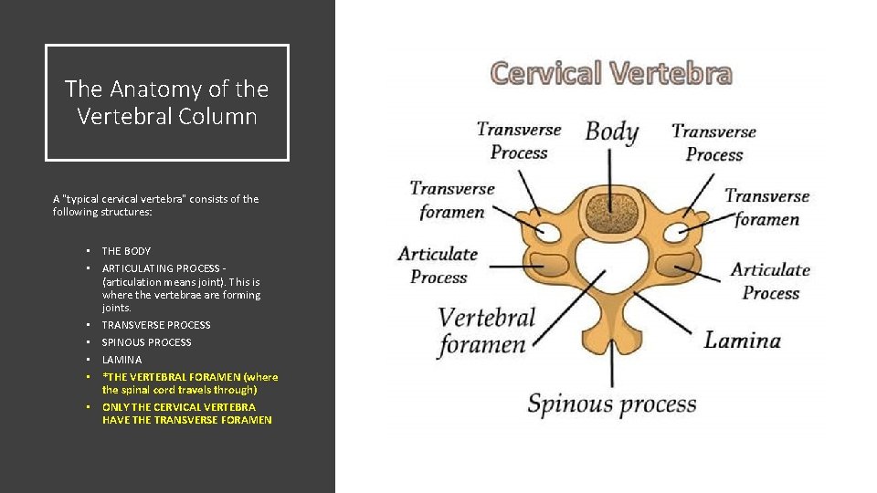 The Anatomy of the Vertebral Column A "typical cervical vertebra" consists of the following