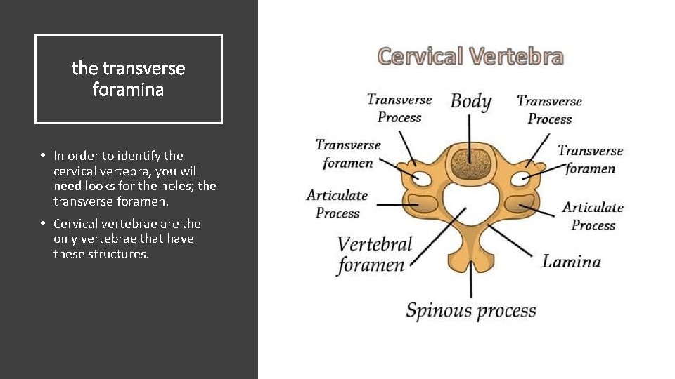the transverse foramina • In order to identify the cervical vertebra, you will need