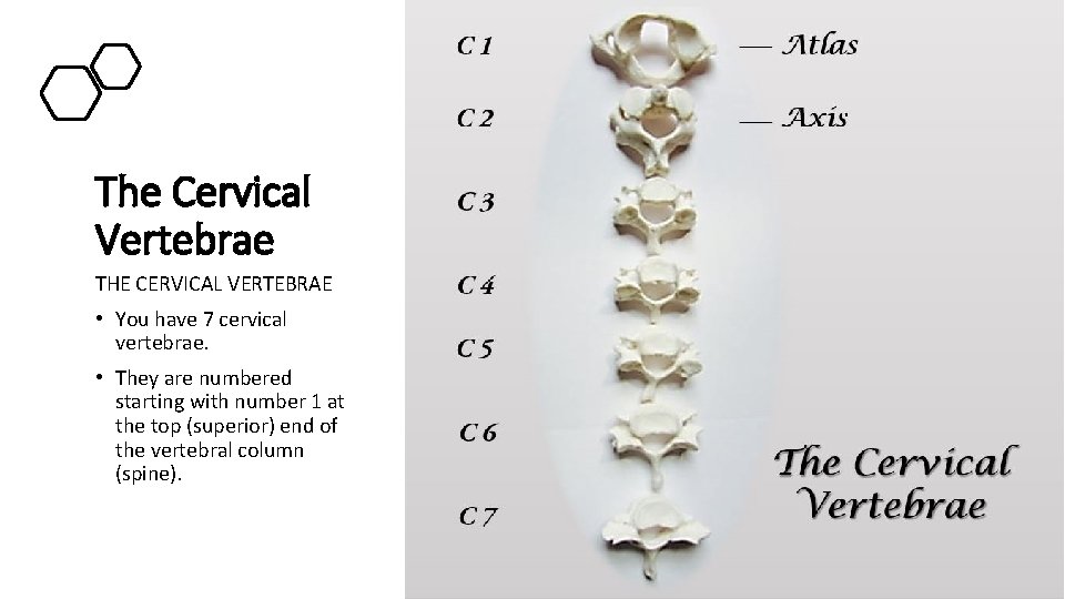 The Cervical Vertebrae THE CERVICAL VERTEBRAE • You have 7 cervical vertebrae. • They