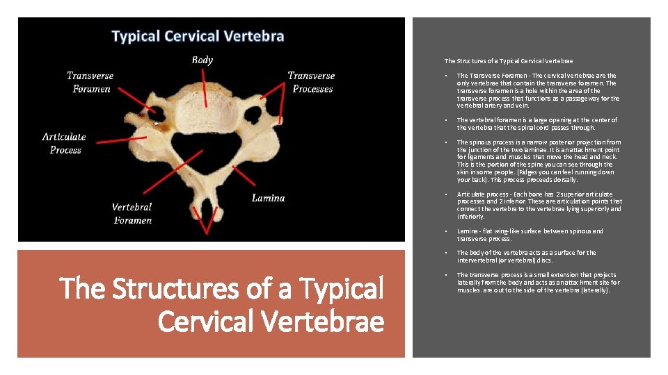 The Structures of a Typical Cervical Vertebrae • The Transverse Foramen - The cervical