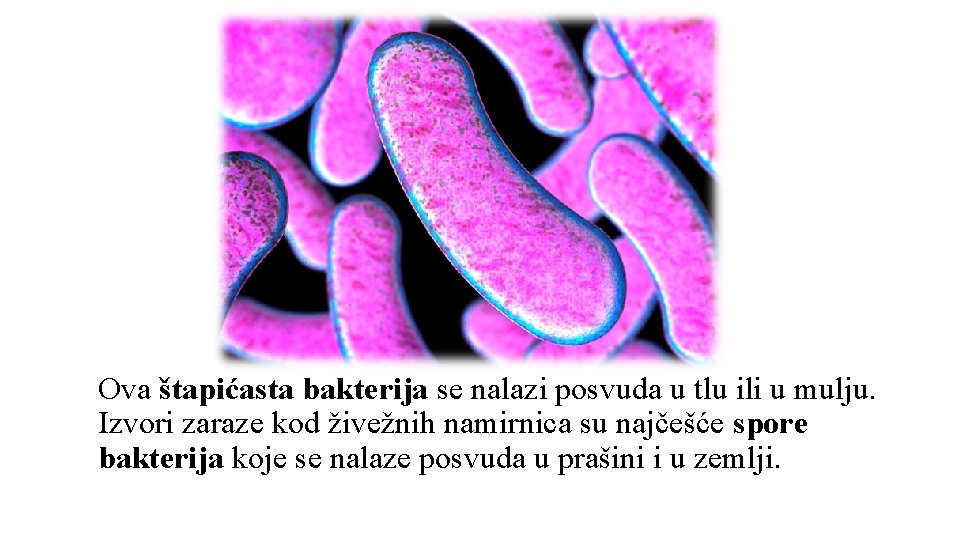 Ova štapićasta bakterija se nalazi posvuda u tlu ili u mulju. Izvori zaraze kod