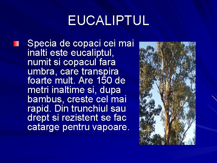 EUCALIPTUL Specia de copaci cei mai inalti este eucaliptul, numit si copacul fara umbra,