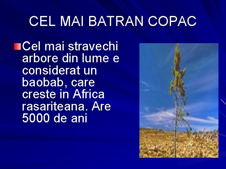 CEL MAI BATRAN COPAC Cel mai stravechi arbore din lume e considerat un baobab,