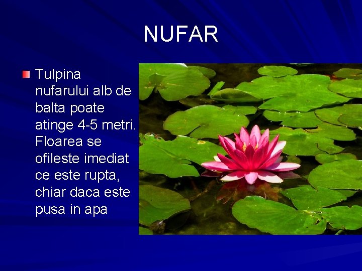 NUFAR Tulpina nufarului alb de balta poate atinge 4 -5 metri. Floarea se ofileste