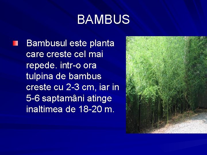 BAMBUS Bambusul este planta care creste cel mai repede. intr-o ora tulpina de bambus