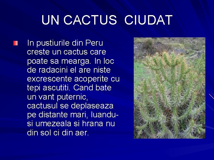 UN CACTUS CIUDAT In pustiurile din Peru creste un cactus care poate sa mearga.