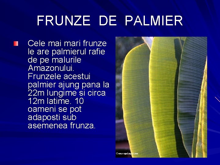 FRUNZE DE PALMIER Cele mai mari frunze le are palmierul rafie de pe malurile