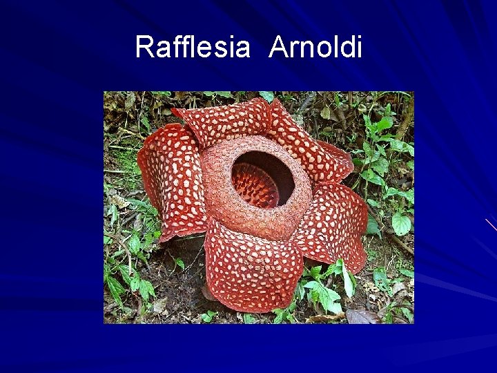 Rafflesia Arnoldi 