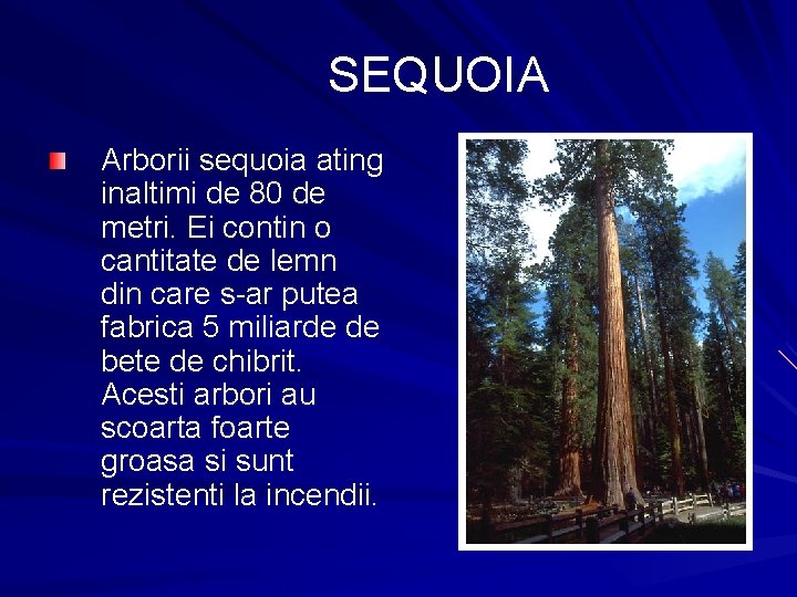 SEQUOIA Arborii sequoia ating inaltimi de 80 de metri. Ei contin o cantitate de