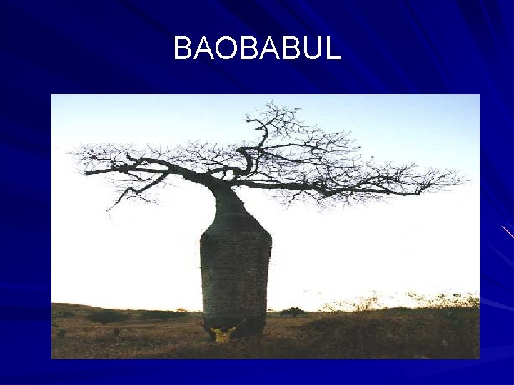 BAOBABUL 