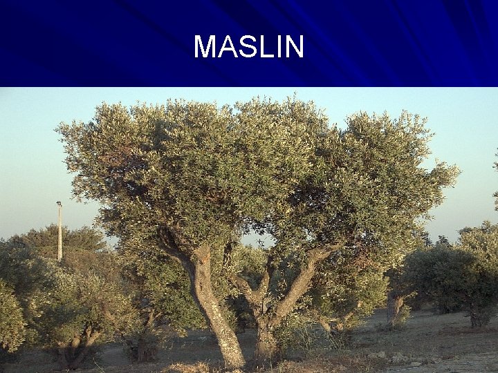 MASLIN 