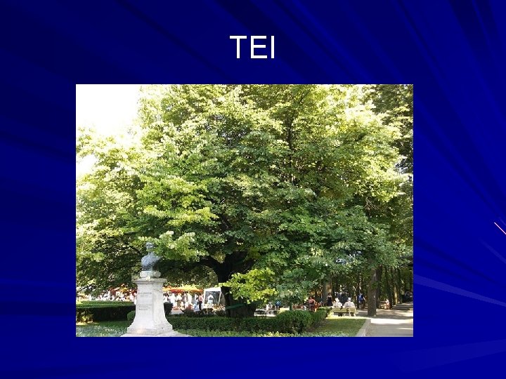 TEI 