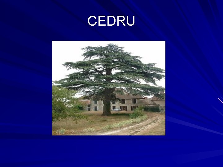 CEDRU 