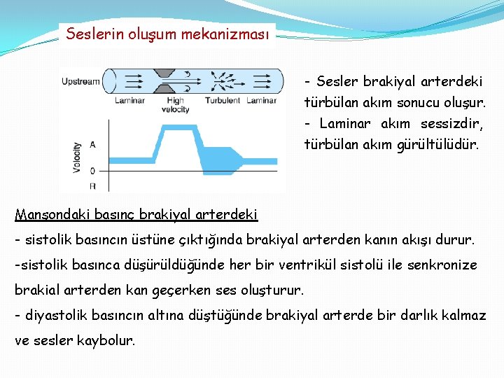 Seslerin oluşum mekanizması - Sesler brakiyal arterdeki türbülan akım sonucu oluşur. - Laminar akım