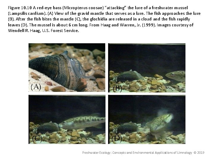 Figure 10. 10 A red-eye bass (Micropterus coosae) “attacking” the lure of a freshwater Figure 10. 10 A red-eye bass (Micropterus coosae) “attacking” the lure of a freshwater