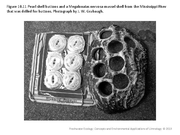 Figure 10. 11 Pearl shell buttons and a Megalonaias nervosa mussel shell from the Figure 10. 11 Pearl shell buttons and a Megalonaias nervosa mussel shell from the
