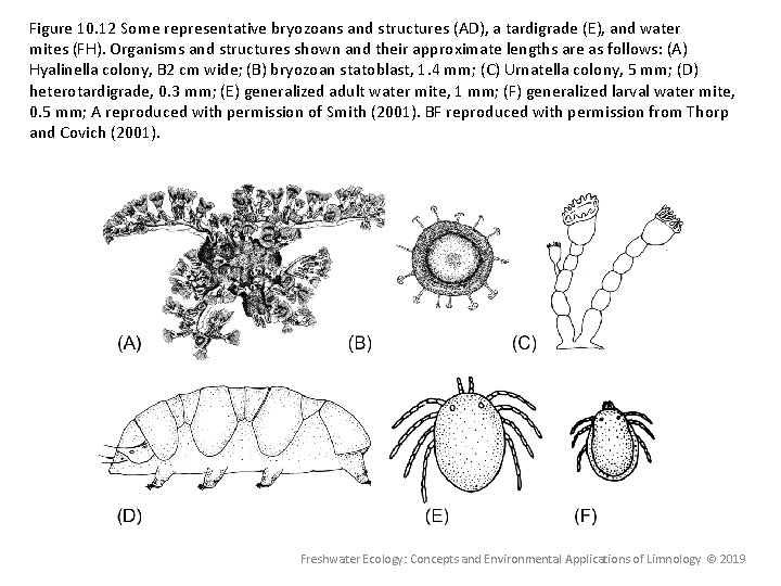 Figure 10. 12 Some representative bryozoans and structures (AD), a tardigrade (E), and water Figure 10. 12 Some representative bryozoans and structures (AD), a tardigrade (E), and water