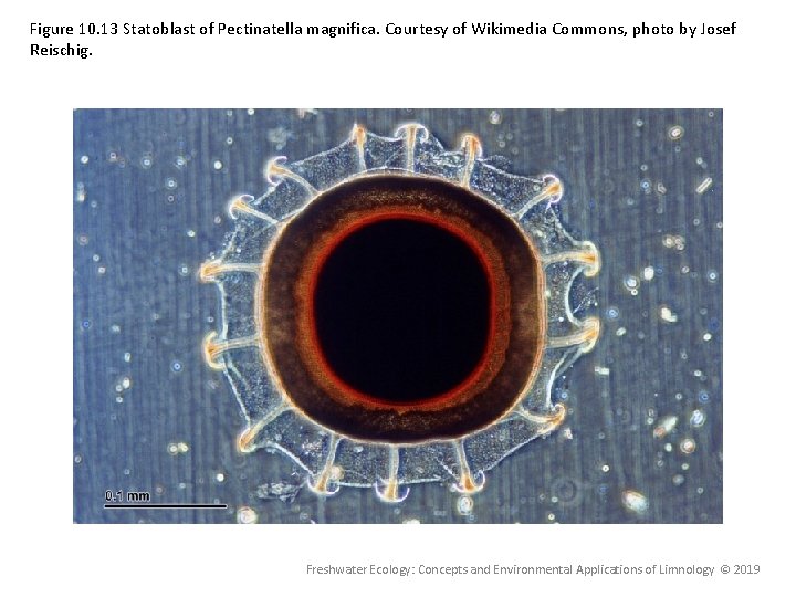 Figure 10. 13 Statoblast of Pectinatella magnifica. Courtesy of Wikimedia Commons, photo by Josef Figure 10. 13 Statoblast of Pectinatella magnifica. Courtesy of Wikimedia Commons, photo by Josef