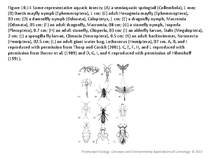 Figure 10. 14 Some representative aquatic insects: (A) a semiaquatic springtail (Collembola), 1 mm; Figure 10. 14 Some representative aquatic insects: (A) a semiaquatic springtail (Collembola), 1 mm;