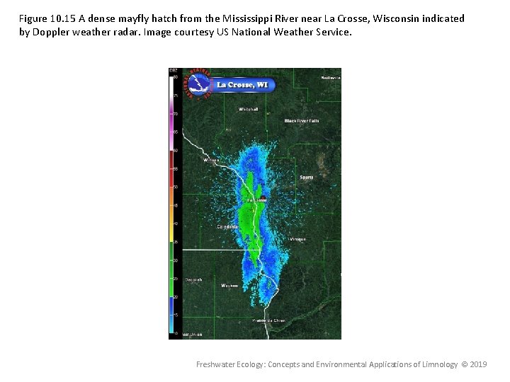 Figure 10. 15 A dense mayfly hatch from the Mississippi River near La Crosse, Figure 10. 15 A dense mayfly hatch from the Mississippi River near La Crosse,