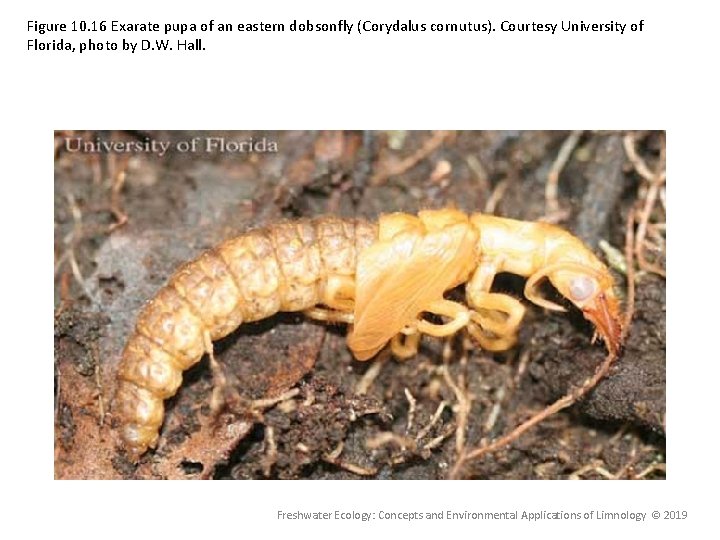 Figure 10. 16 Exarate pupa of an eastern dobsonfly (Corydalus cornutus). Courtesy University of Figure 10. 16 Exarate pupa of an eastern dobsonfly (Corydalus cornutus). Courtesy University of