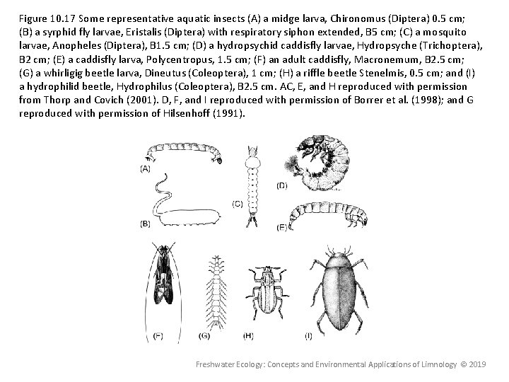 Figure 10. 17 Some representative aquatic insects (A) a midge larva, Chironomus (Diptera) 0. Figure 10. 17 Some representative aquatic insects (A) a midge larva, Chironomus (Diptera) 0.
