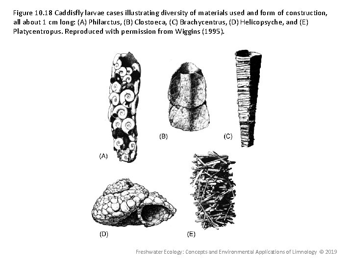 Figure 10. 18 Caddisfly larvae cases illustrating diversity of materials used and form of Figure 10. 18 Caddisfly larvae cases illustrating diversity of materials used and form of