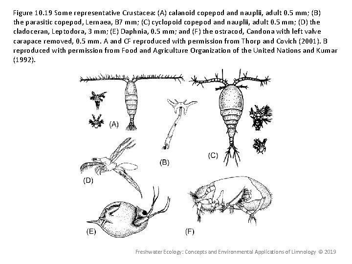 Figure 10. 19 Some representative Crustacea: (A) calanoid copepod and nauplii, adult 0. 5 Figure 10. 19 Some representative Crustacea: (A) calanoid copepod and nauplii, adult 0. 5